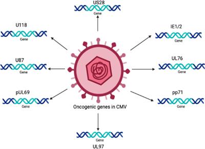 Human cytomegalovirus in cancer: the mechanism of HCMV-induced carcinogenesis and its therapeutic potential